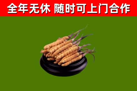 蒲县回收冬虫夏草